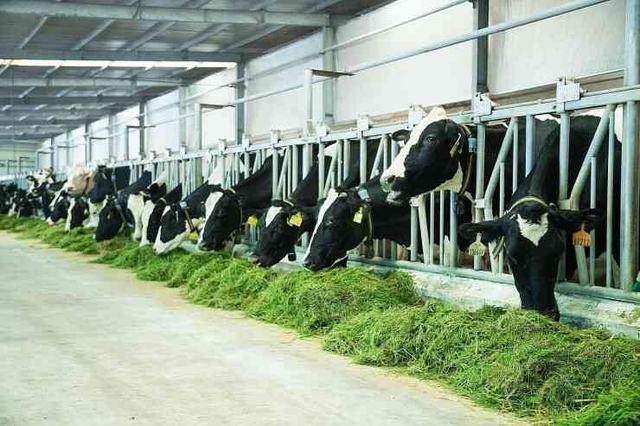 Đặc định đầu Việt, N4, Hokkaido, Chăn nuôi bò sữa, 1 người, Tăng ca
